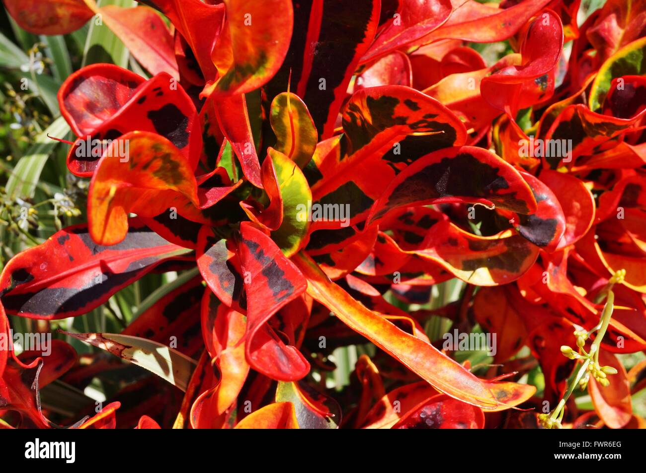 Red and yellow corkscrew fire croton tropical plant Stock Photo Alamy