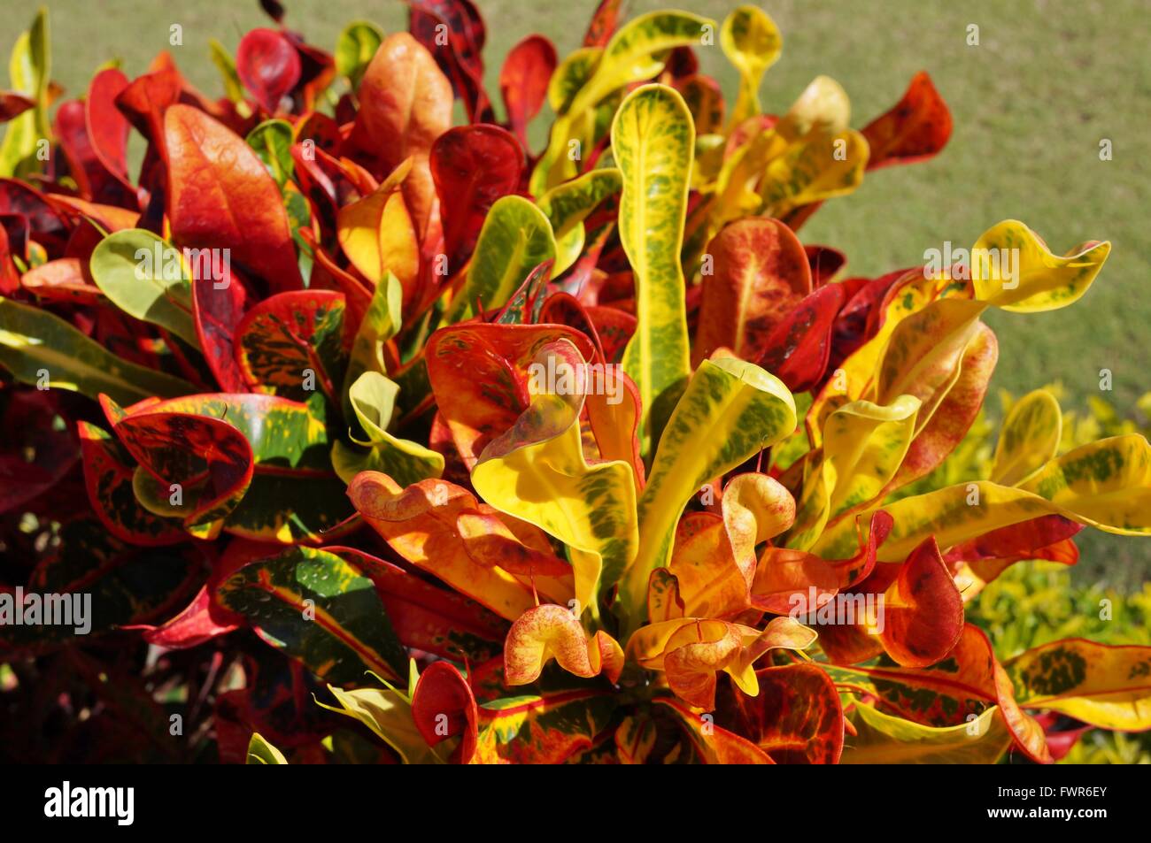 Red and yellow corkscrew fire croton tropical plant Stock Photo Alamy