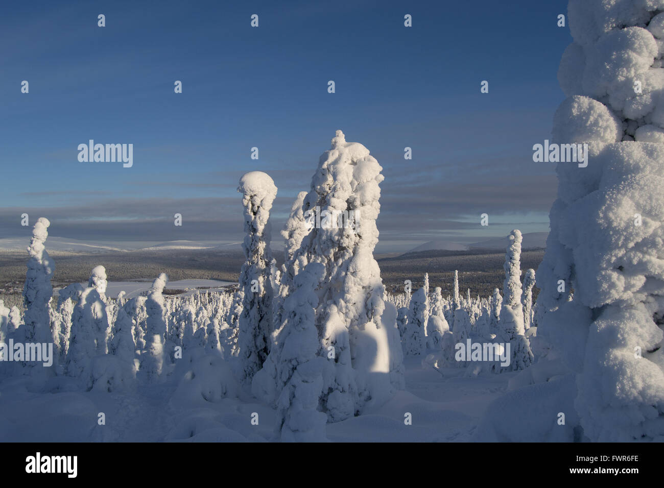 Snow covered trees in the fells of Finnish Lapland Stock Photo - Alamy