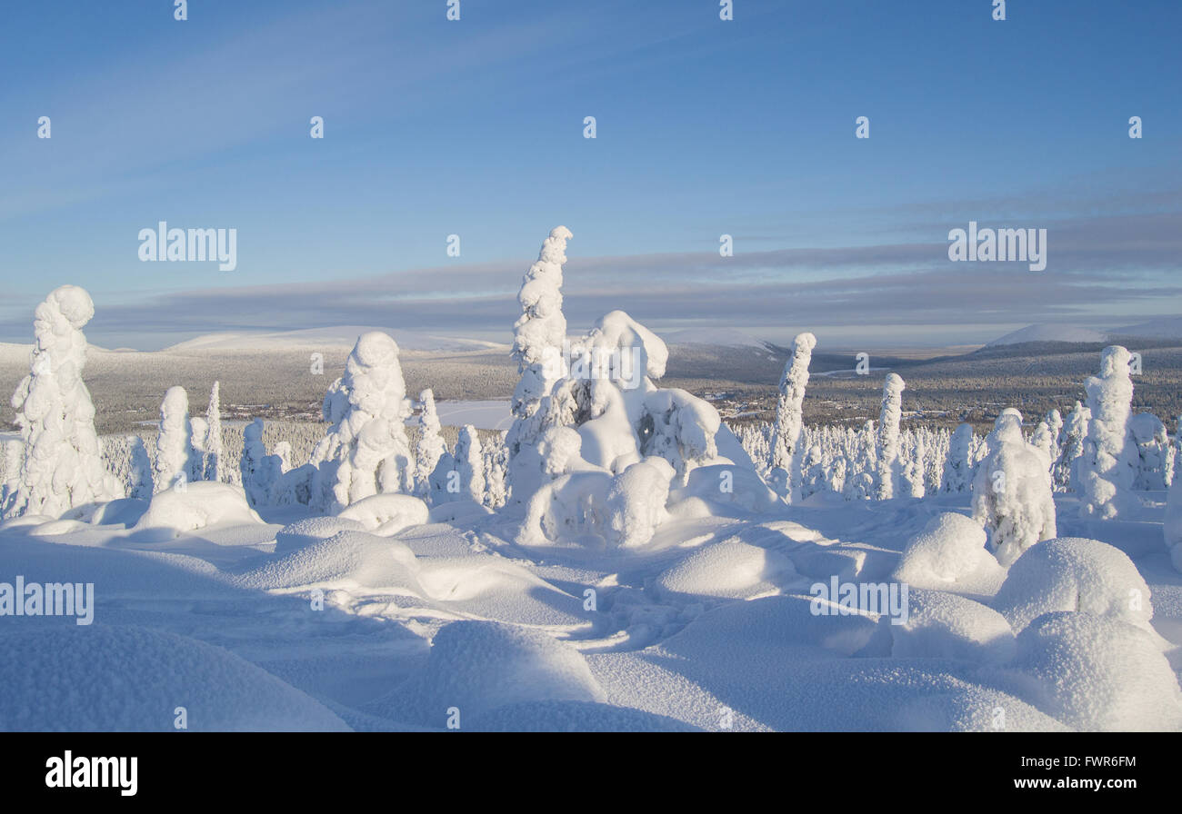 Snow covered trees in the fells of Finnish Lapland Stock Photo - Alamy