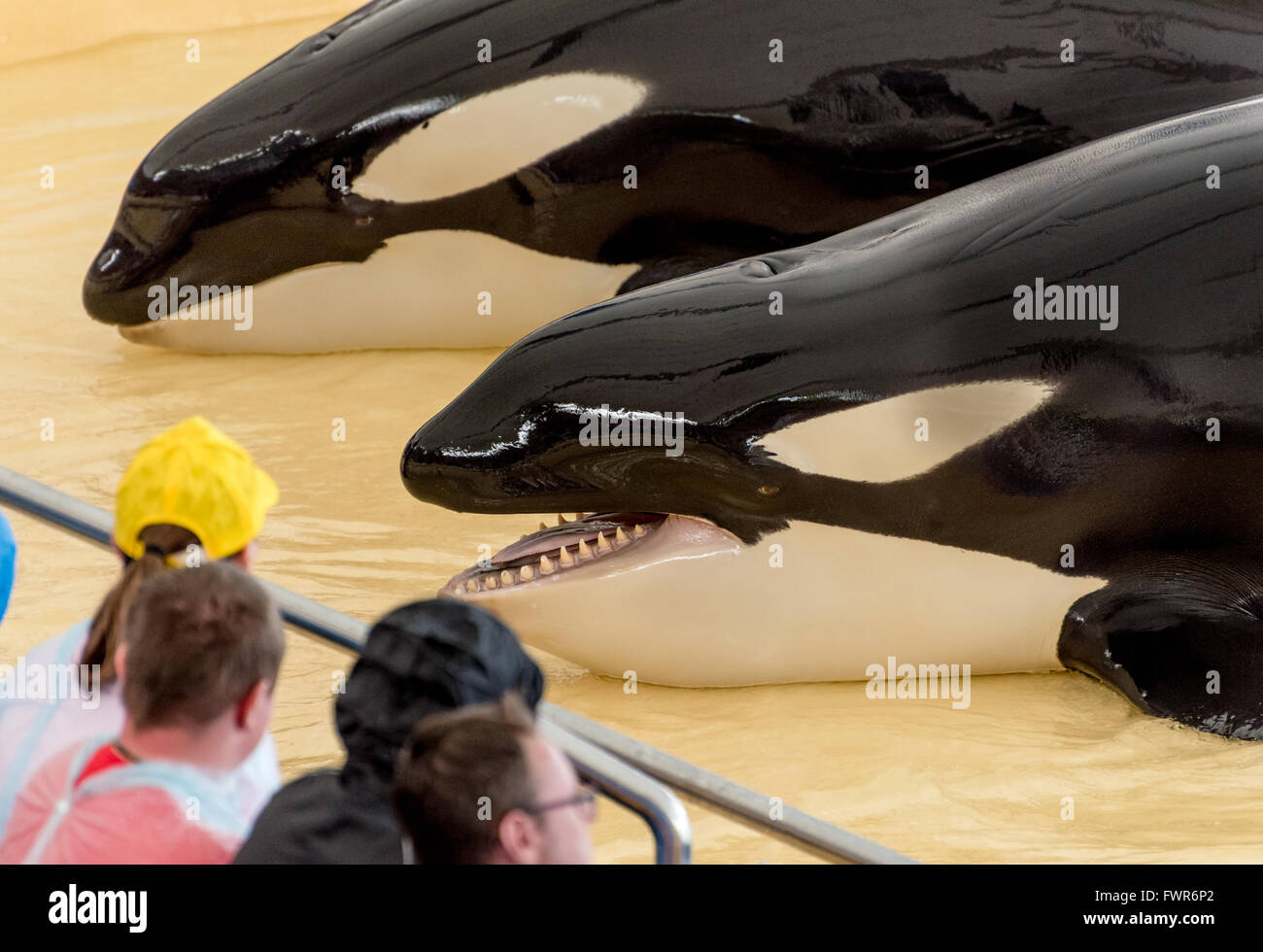 killer whales or orca (Orcinus orca) performing at Loro Parque, Tenerife Stock Photo