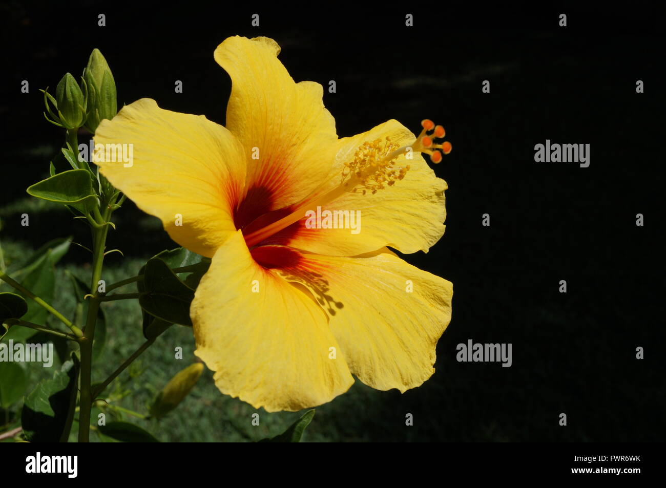 Yellow hibiscus flower with long red and yellow stamen Stock Photo Alamy