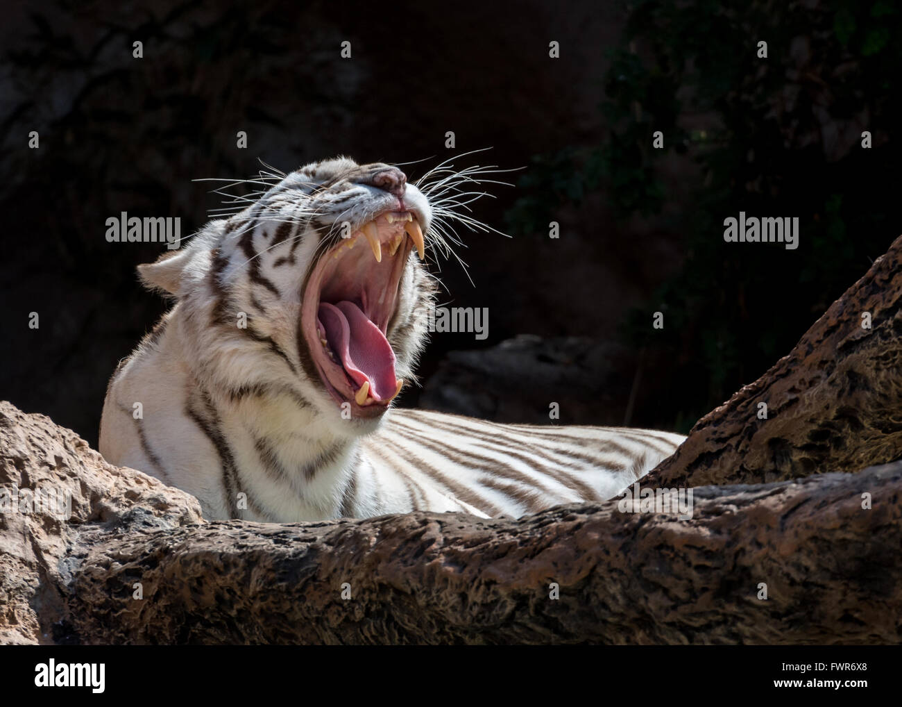 White Bengal Tiger yawning Stock Photo