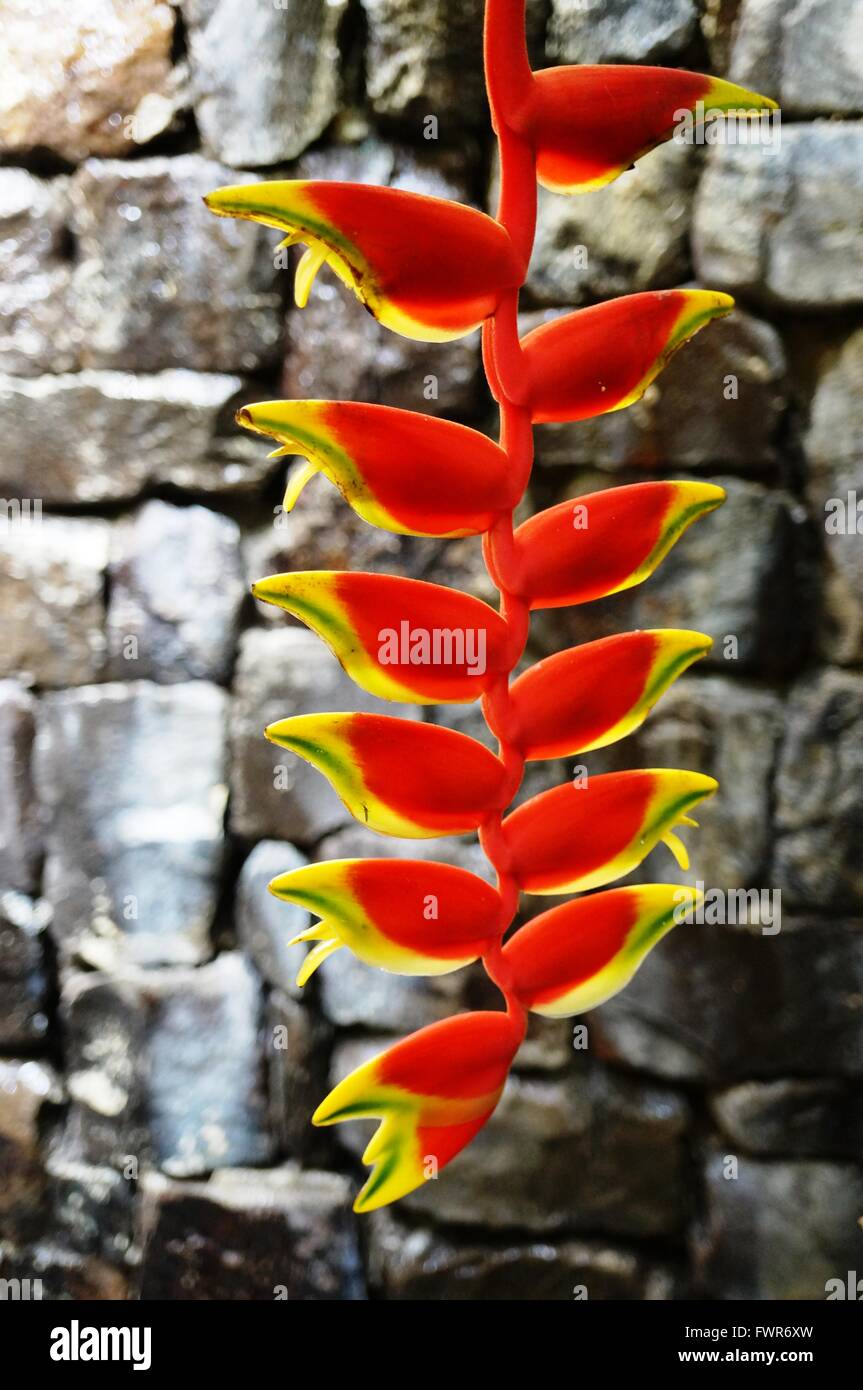 Red and yellow hanging flowers of the heliconia rostrata plant Stock