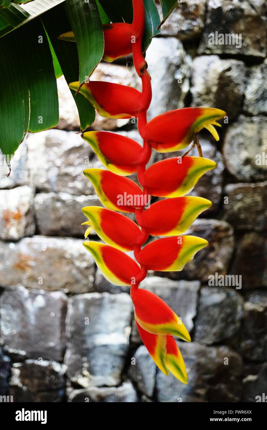Red and yellow hanging flowers of the heliconia rostrata plant Stock