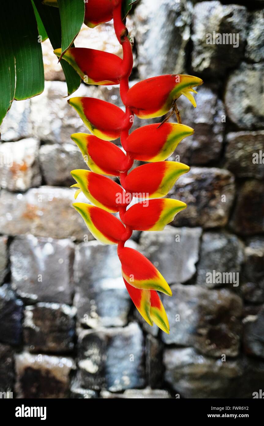 Red and yellow hanging flowers of the heliconia rostrata plant Stock