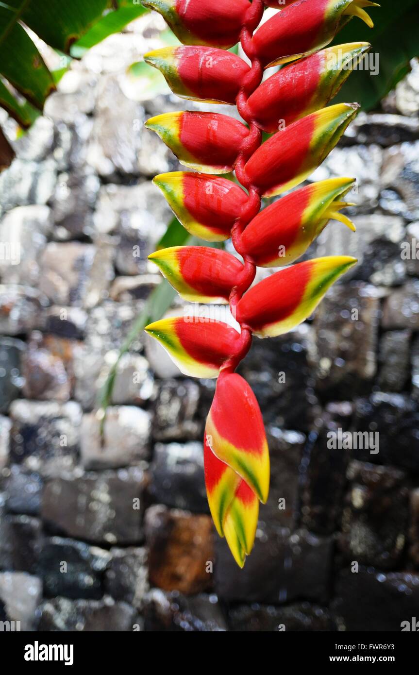Red and yellow hanging flowers of the heliconia rostrata plant Stock