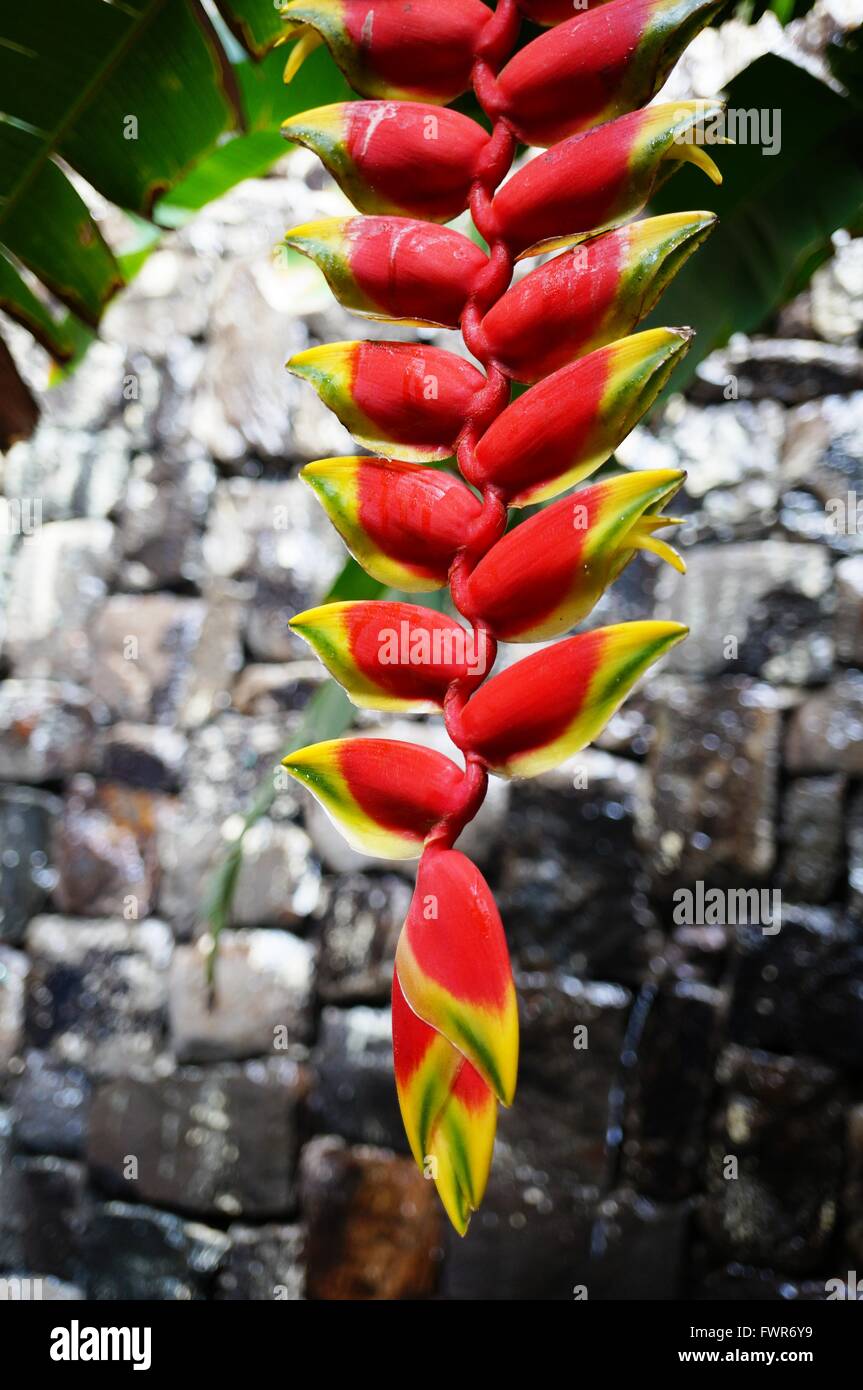 Red and yellow hanging flowers of the heliconia rostrata plant Stock
