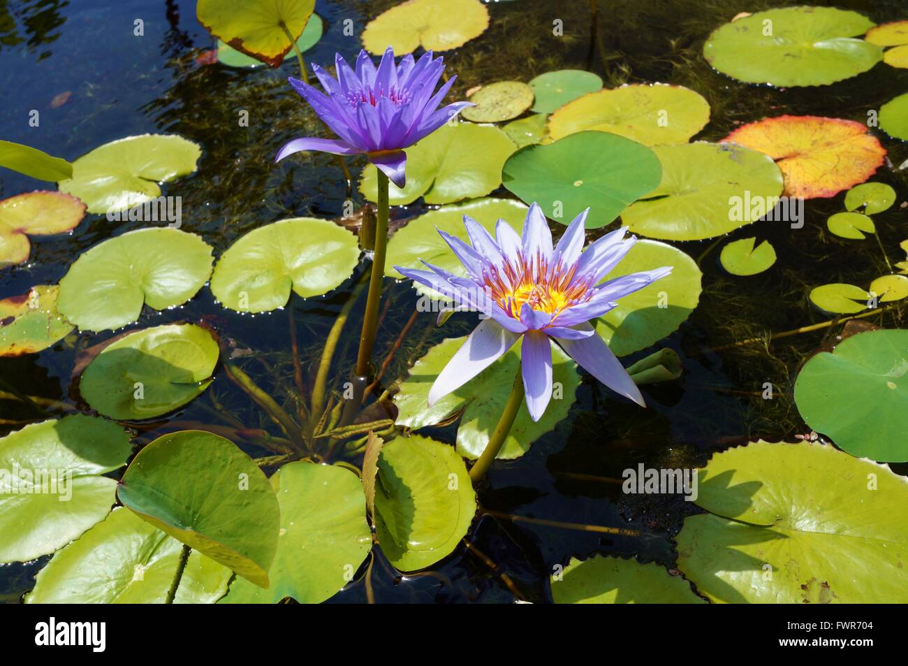Purple hawaii flowers hi-res stock photography and images - Alamy