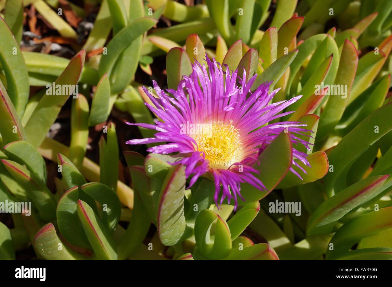 Carpobrotus succulent plant with pink flowers Stock Photo
