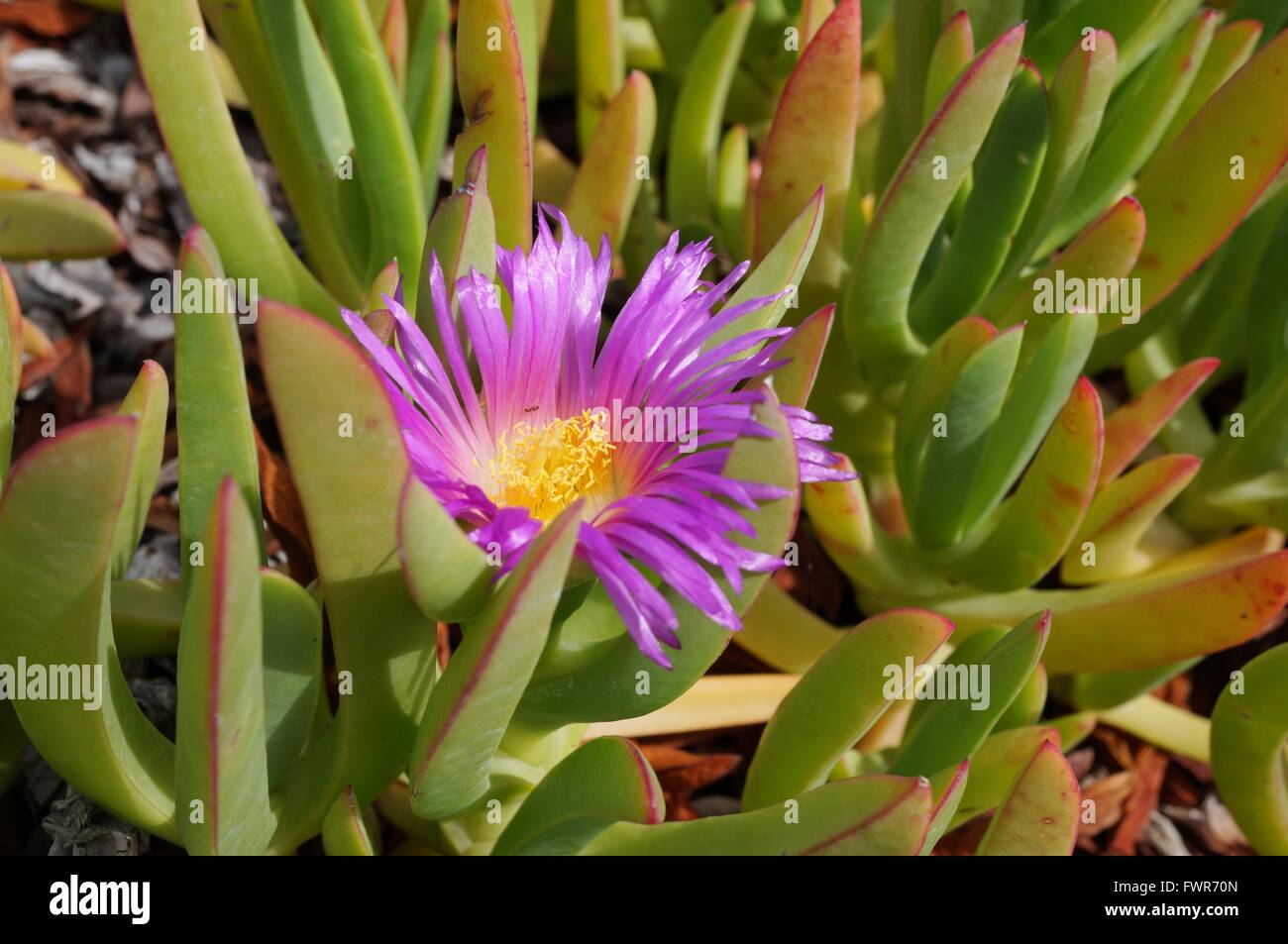 Carpobrotus succulent plant with pink flowers Stock Photo
