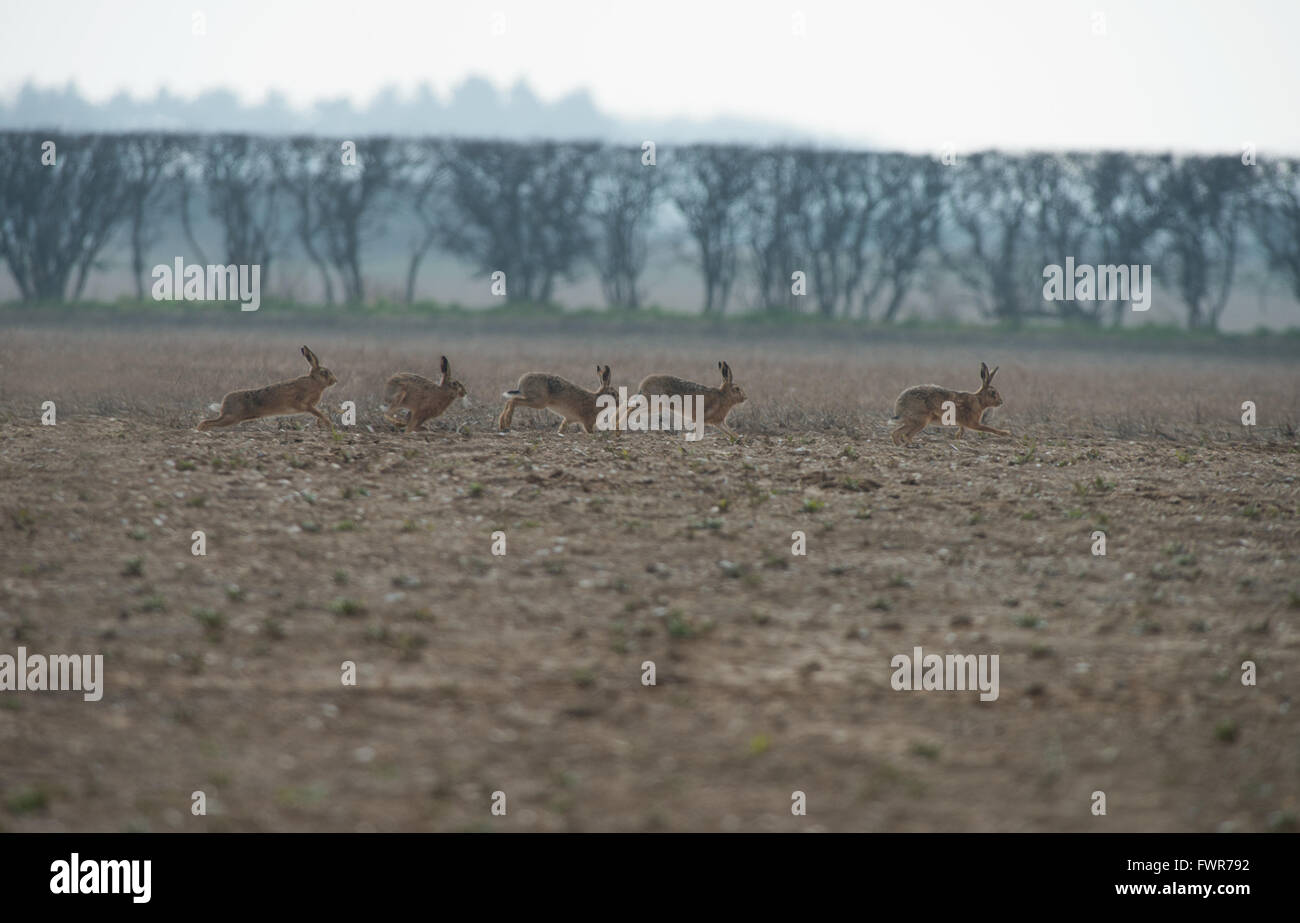 A drove of Brown  Hares- Lepus europaeus.  Spring. Uk Stock Photo