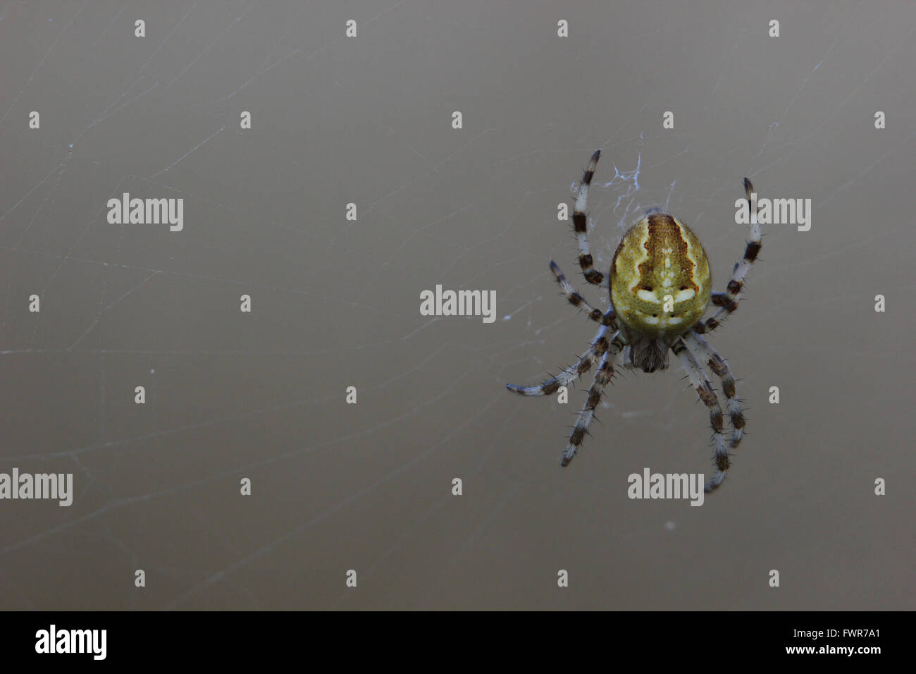 Four-spot orb-weaver (Araneus quadratus) sitting in its web. Stock Photo