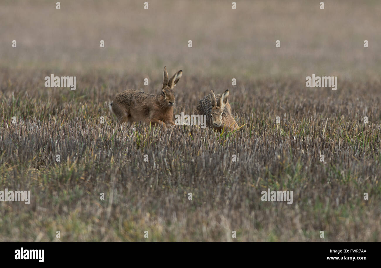 Brown  Hares- Lepus europaeus, chase.  Spring. Uk Stock Photo