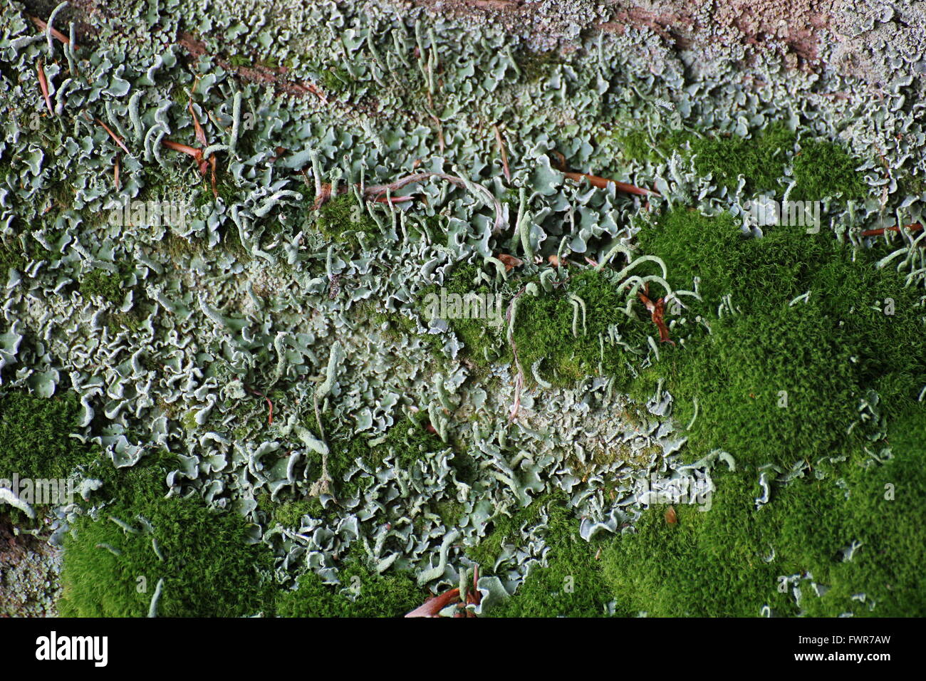 Moss and lichen (Cup lichen - Cladonia) on decomposing wood. Stock Photo