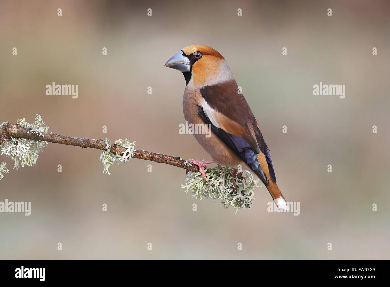 hawfinch-coccothraustes-coccothraustes-male-in-breeding-plumage