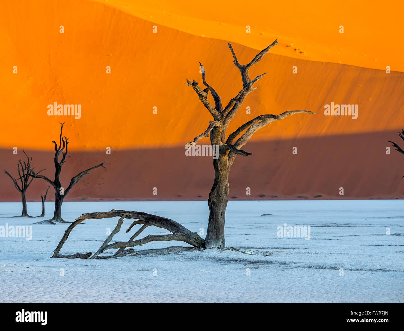 Dead camel thorn trees (Vachellia erioloba) in Dead Vlei in front of sand dunes, salt pan, Sossusvlei, Namib Desert Stock Photo