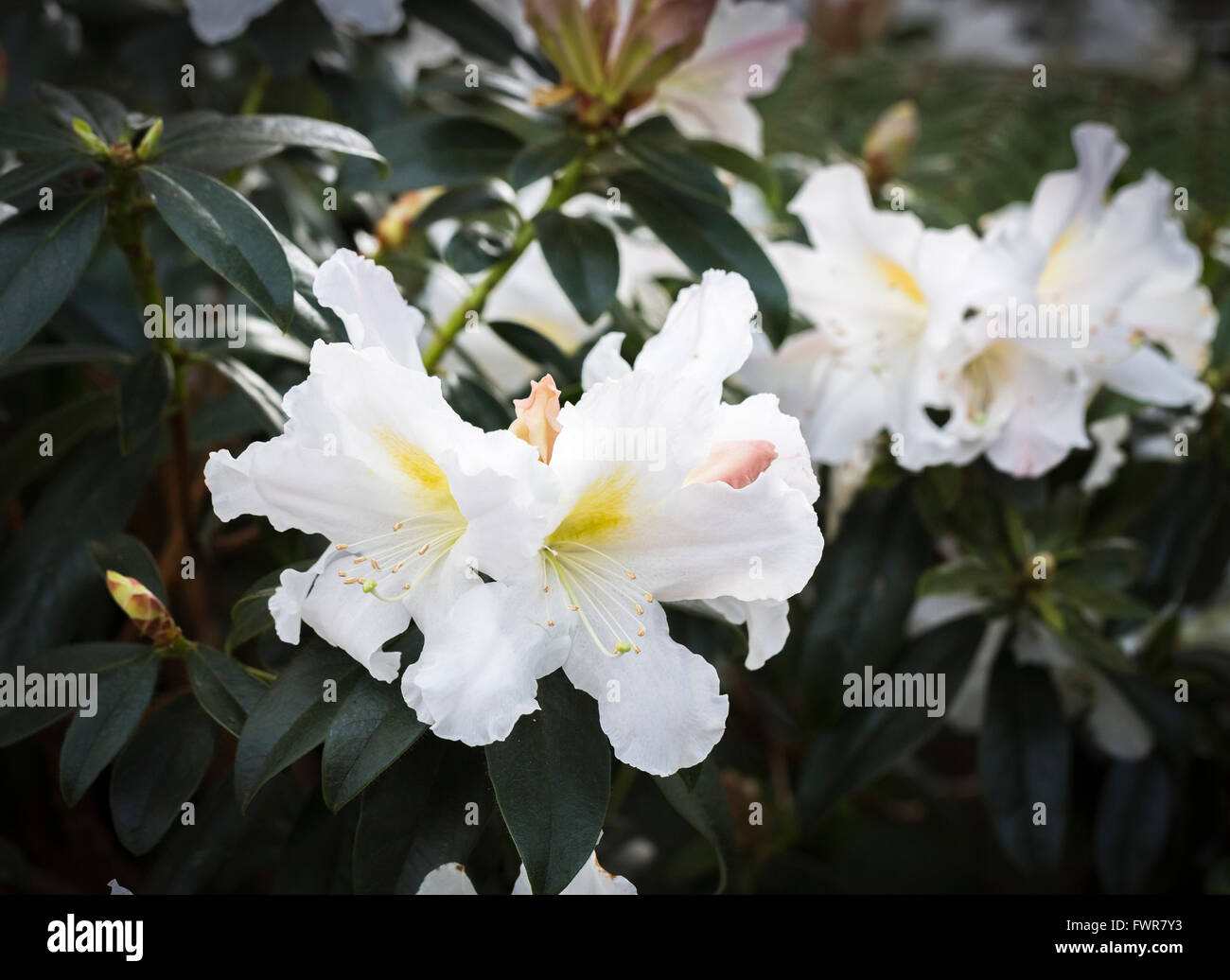 White rhododendron veitchianum Cubbitti Group in flower in spring at RHS Gardens Wisley, Surrey, UK Stock Photo