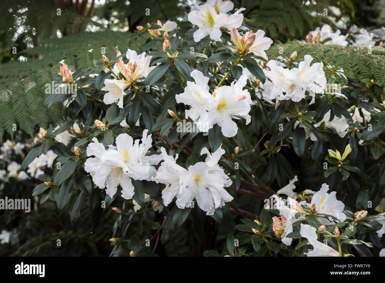 White rhododendron veitchianum Cubbitti Group in flower in spring at RHS Gardens Wisley, Surrey, UK Stock Photo