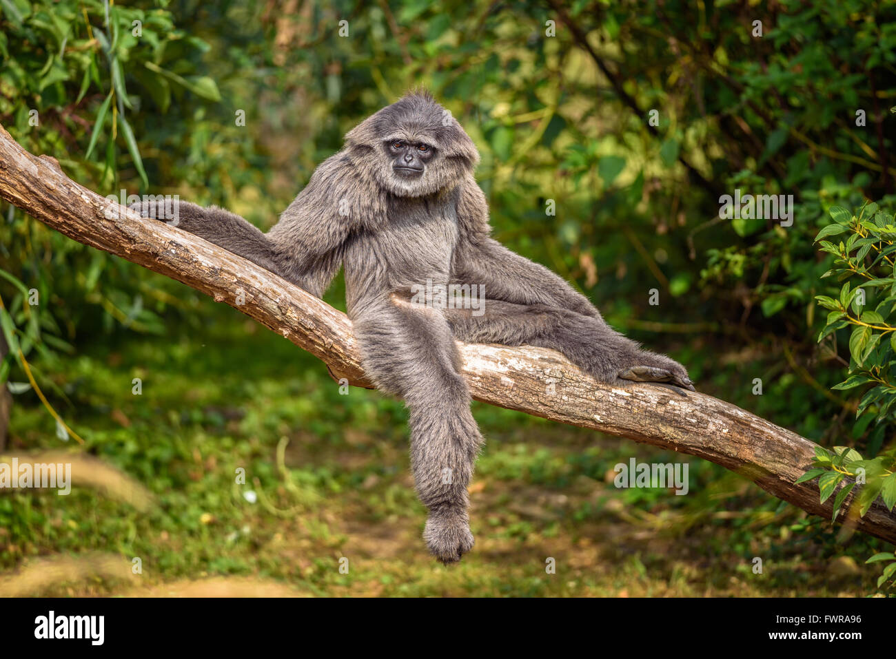 Silvery gibbon (Hylobates moloch) sitting on a branch. The silvery gibbon ranks among the most threatened species. Stock Photo