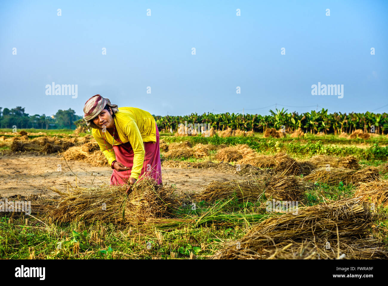 Nepalese woman working in a rice field. In Nepal, the economy is dominated by agriculture. Stock Photo