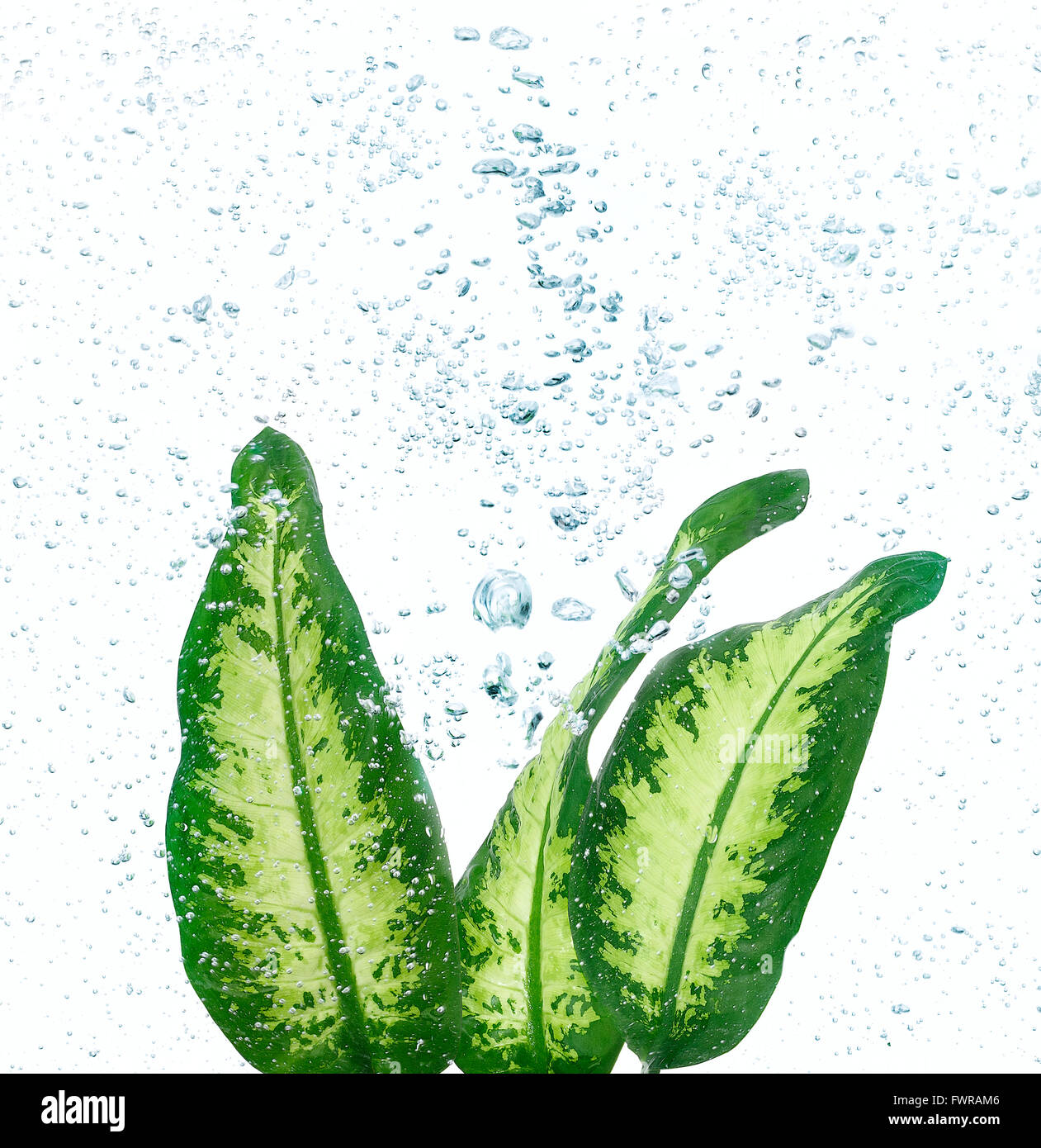 Three green leaves into the water and bubbles against white background. Fresh environment Stock Photo