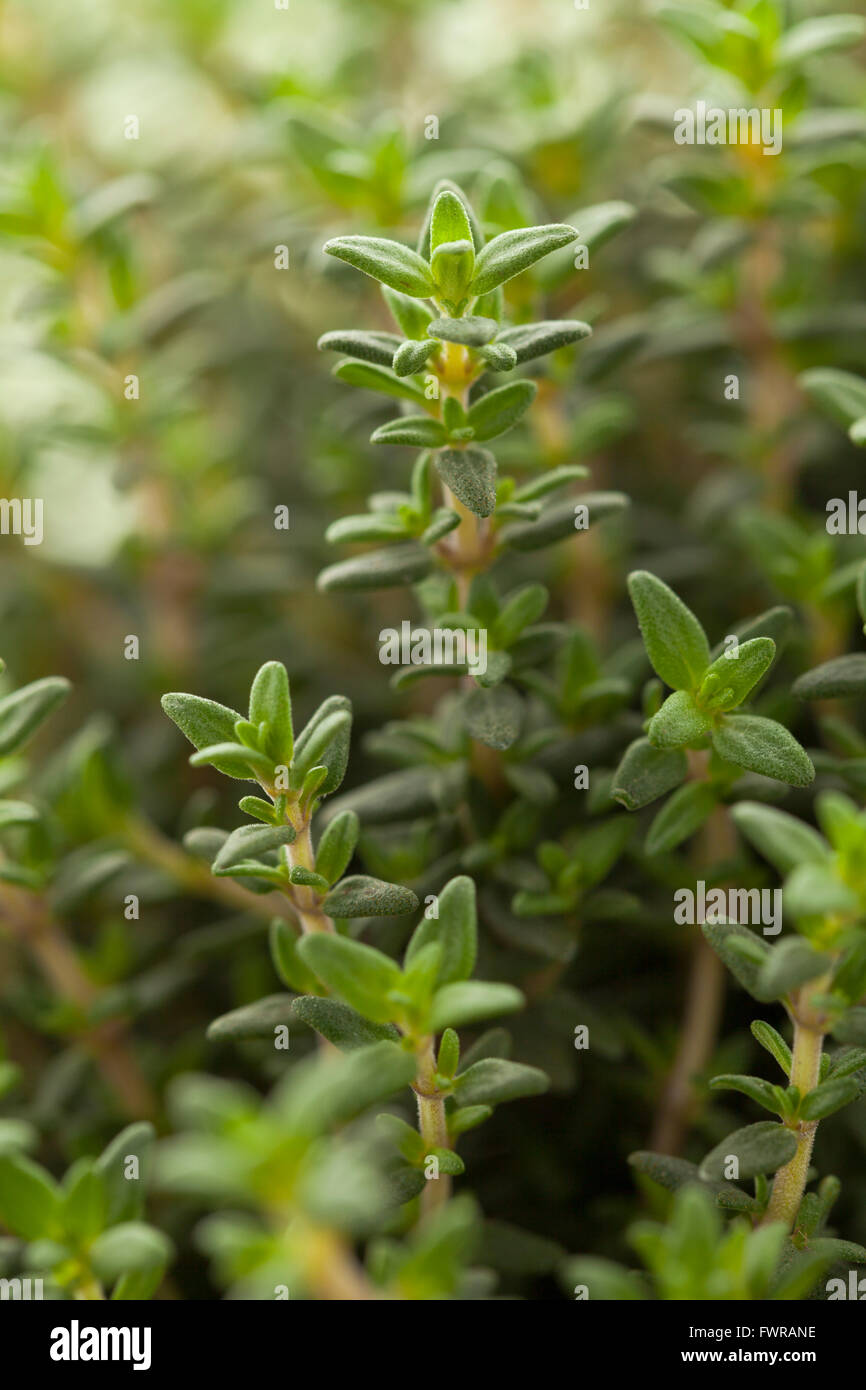 Fresh green thyme plant leaves close up Stock Photo
