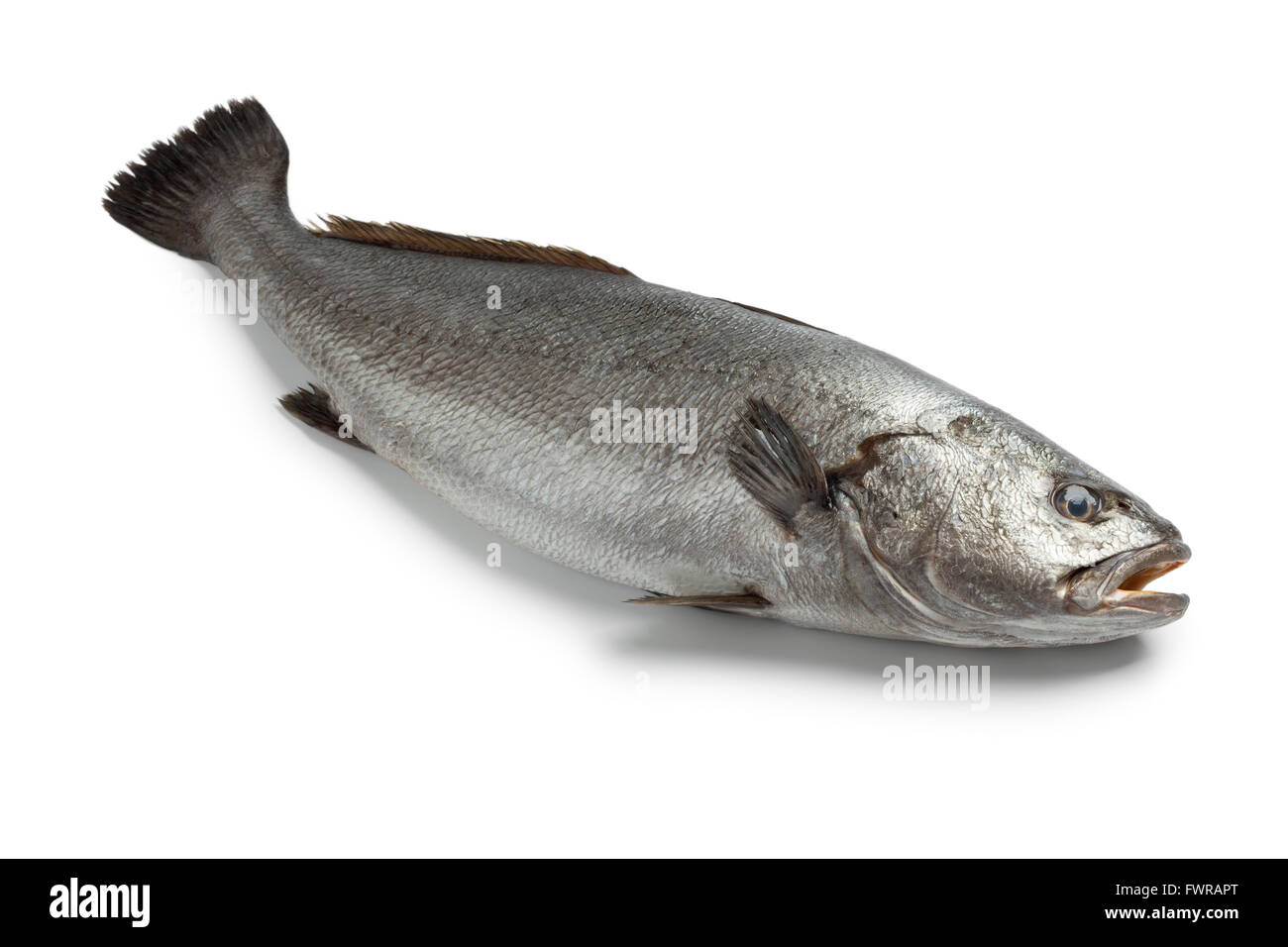Fresh raw corvina fish on white background Stock Photo