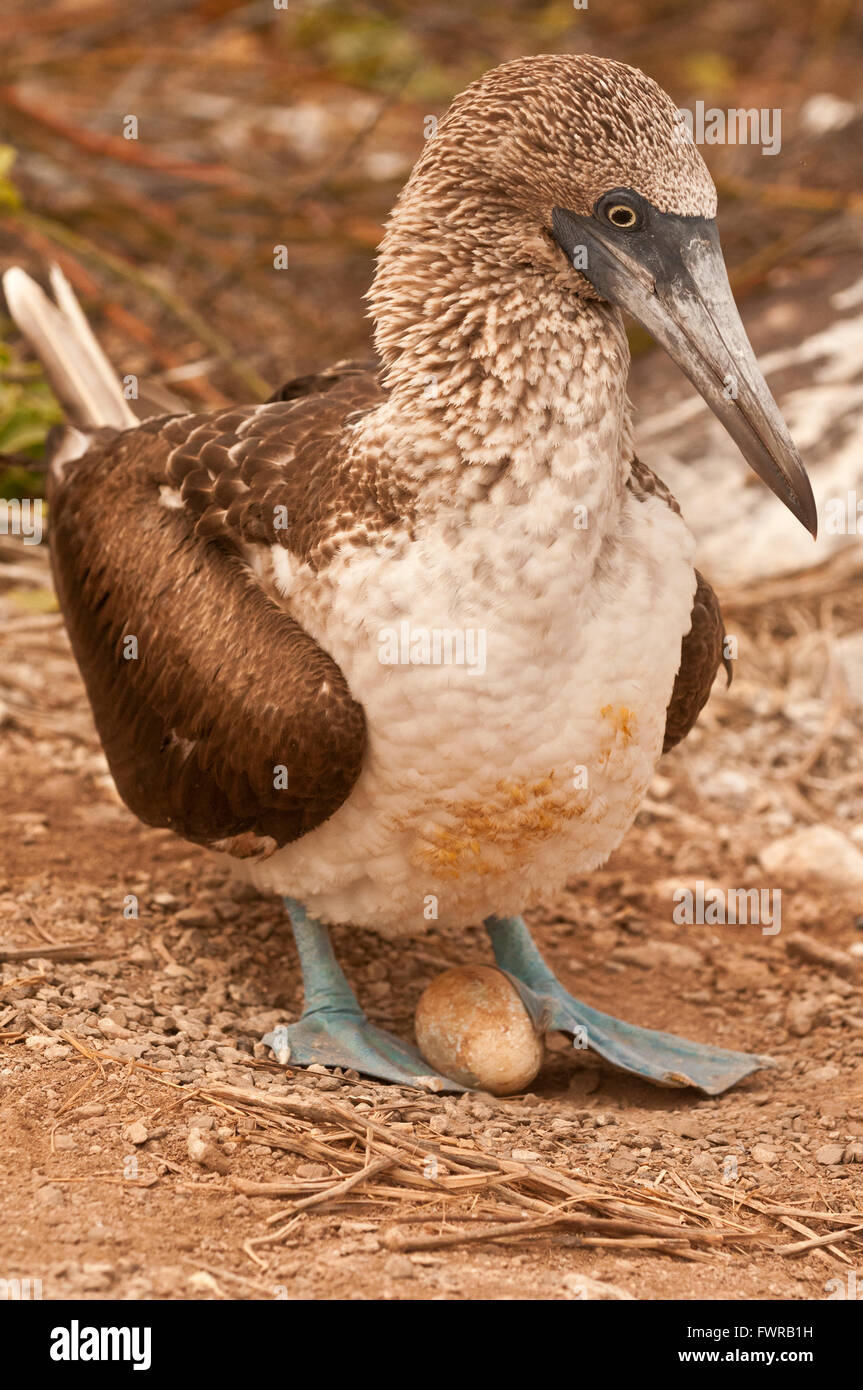 Blue Footed Booby Turning Its Egg Over Before Settling On It At Gardner 