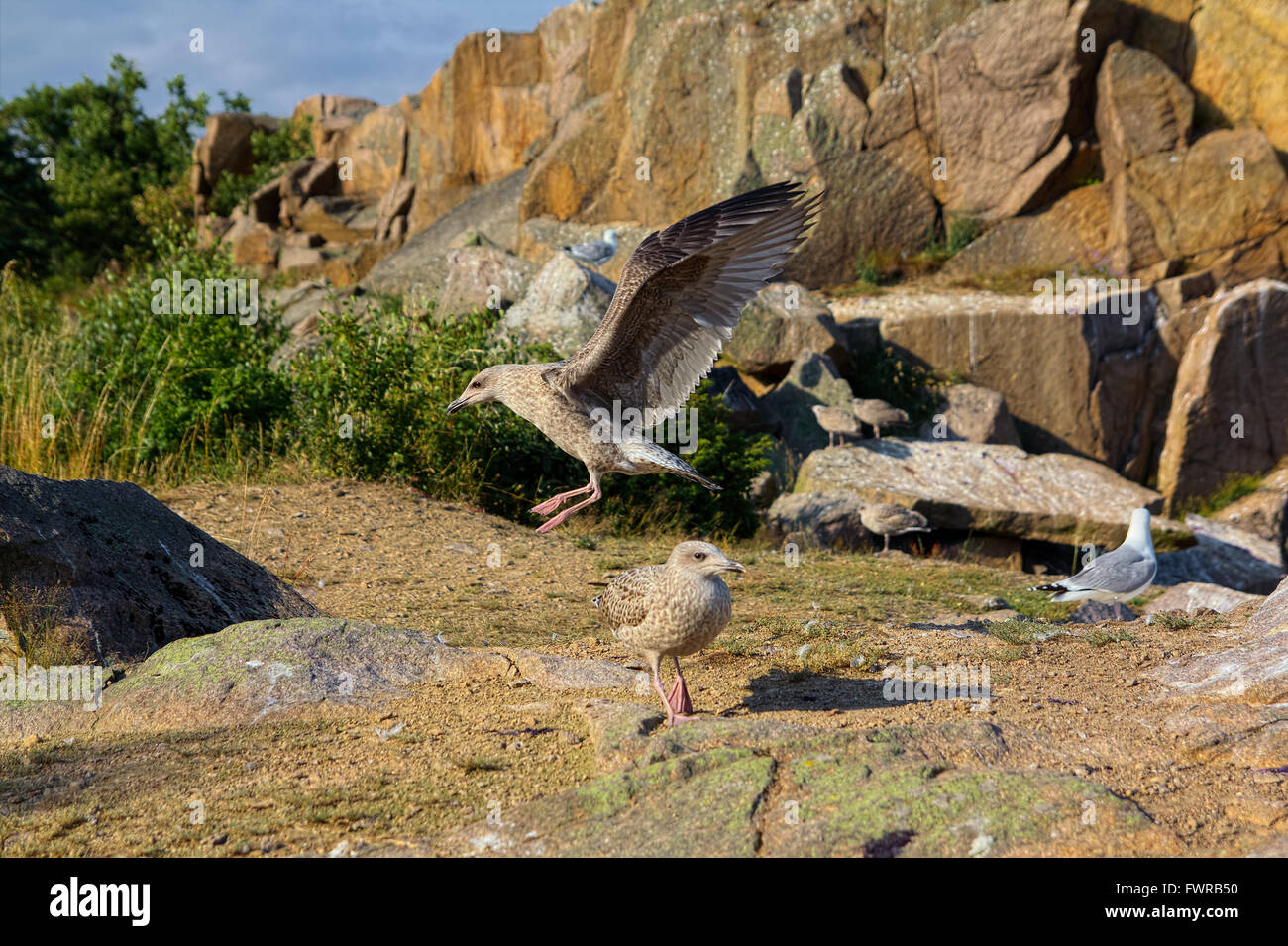 Young seagull landing in front of a colony of seagulls in the cliffs on Bornholm, Denmark Stock Photo