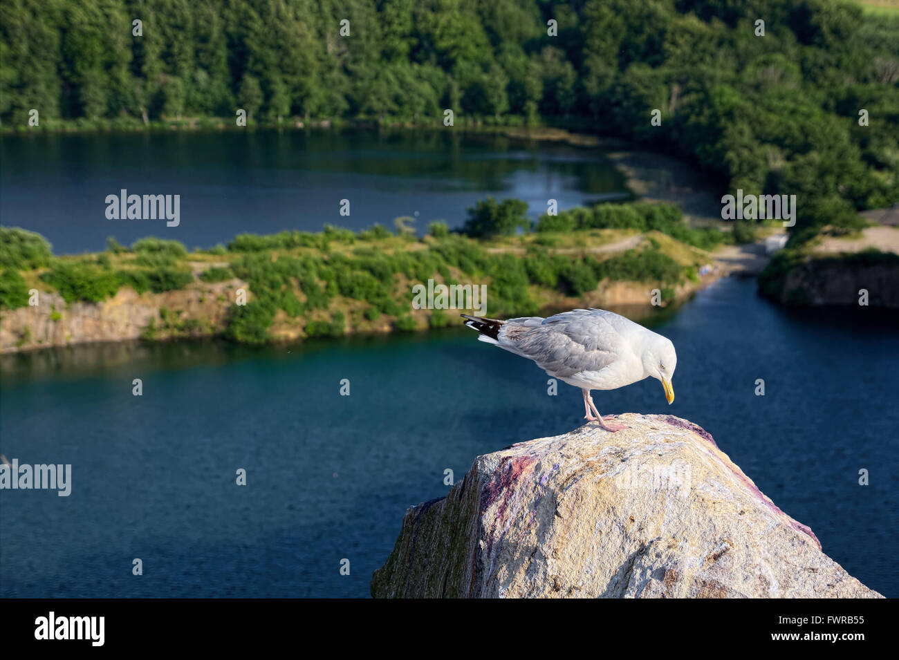 Seagull standing on a rock with the lake Emerald on Bornholm, in the background Stock Photo