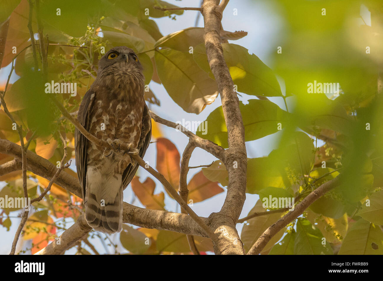 Brown hawk-owl (Ninox scutulata) hooting at Shoolpaneshwar wildlife sanctuary, Gujarat, India Stock Photo
