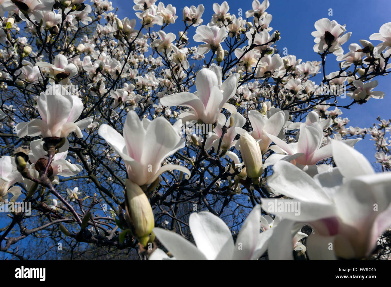 Magnolia tree blossoms White flowers on the branches blooming in early spring garden against the blue sky Stock Photo