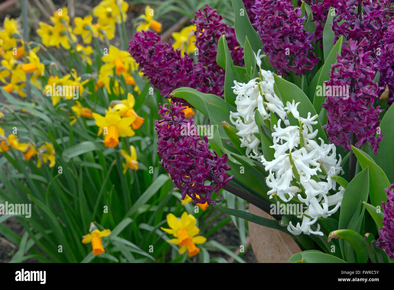 Hyacinths and Daffodils in flower in Spring garden Stock Photo - Alamy