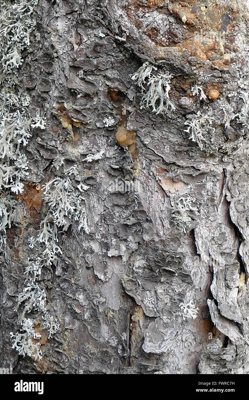 Pine bark with lichen. Stock Photo