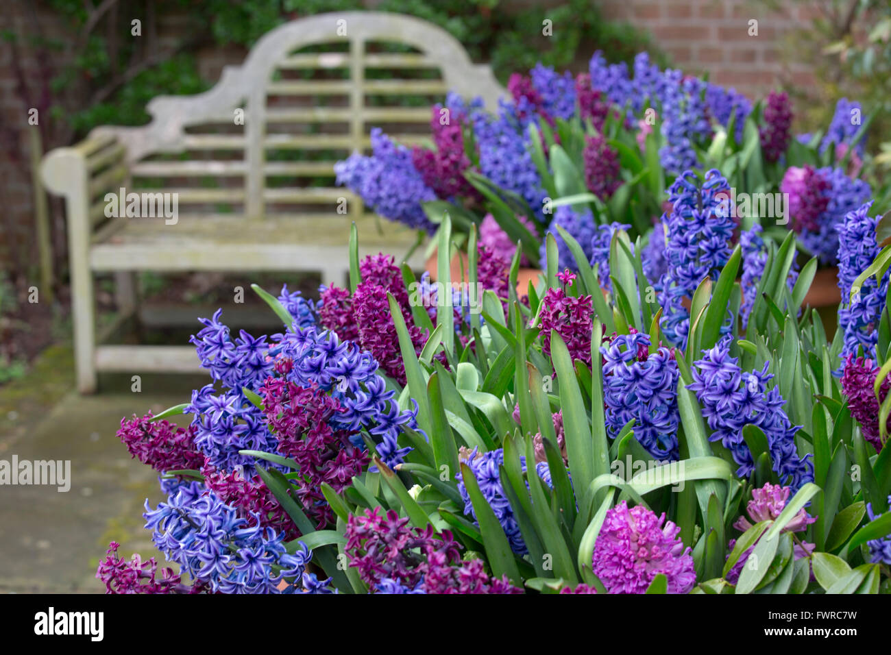 Hyacinths in flower growing in container pots by garden seat in Spring Norfolk Stock Photo Alamy