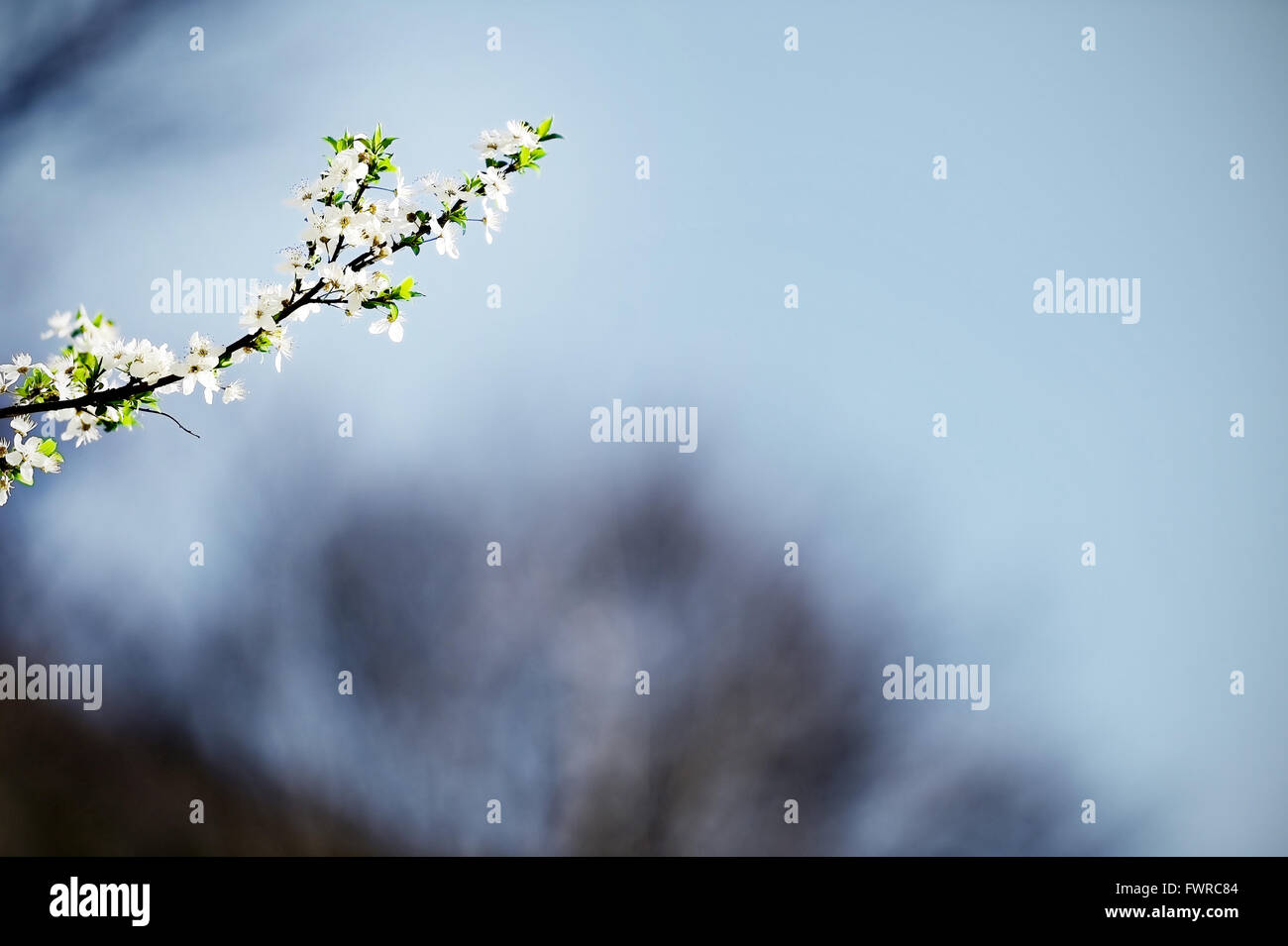 Blooming white cherry flowers on a tree shot againt beautiful sunset light Stock Photo