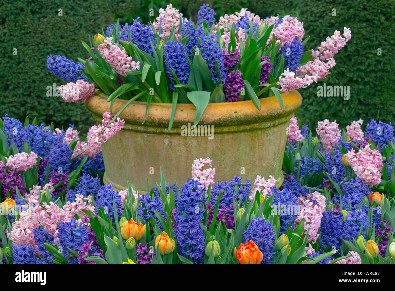 Hyacinths in flower growing in container pots Spring Stock Photo Alamy