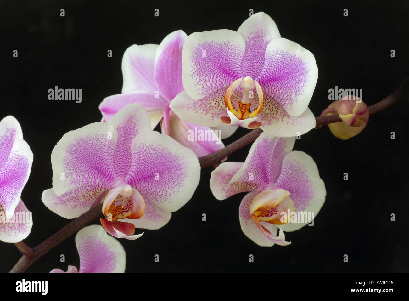Phalaenopsis orchid (Phalaenopsis sp) close-up on black background Stock Photo