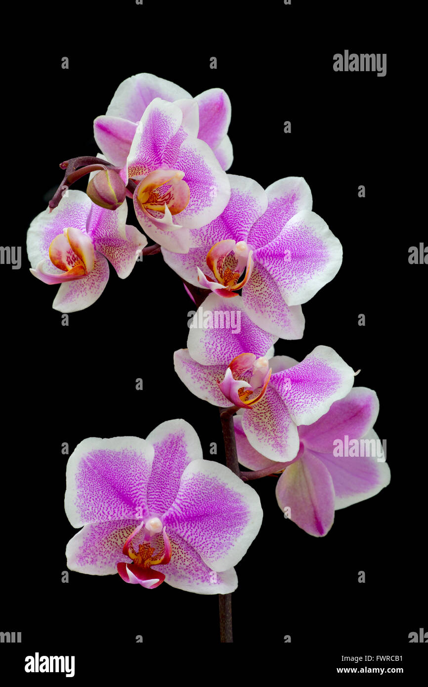 Phalaenopsis orchid (Phalaenopsis sp) close-up on black background Stock Photo