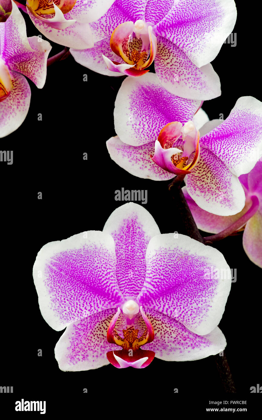 Phalaenopsis orchid (Phalaenopsis sp) close-up on black background Stock Photo