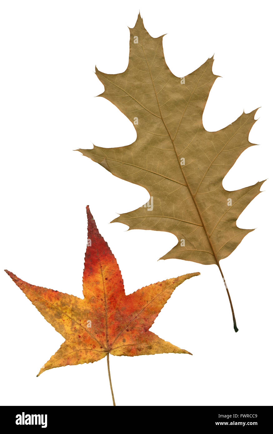 Two autumn leaves carved on a white background. Stock Photo