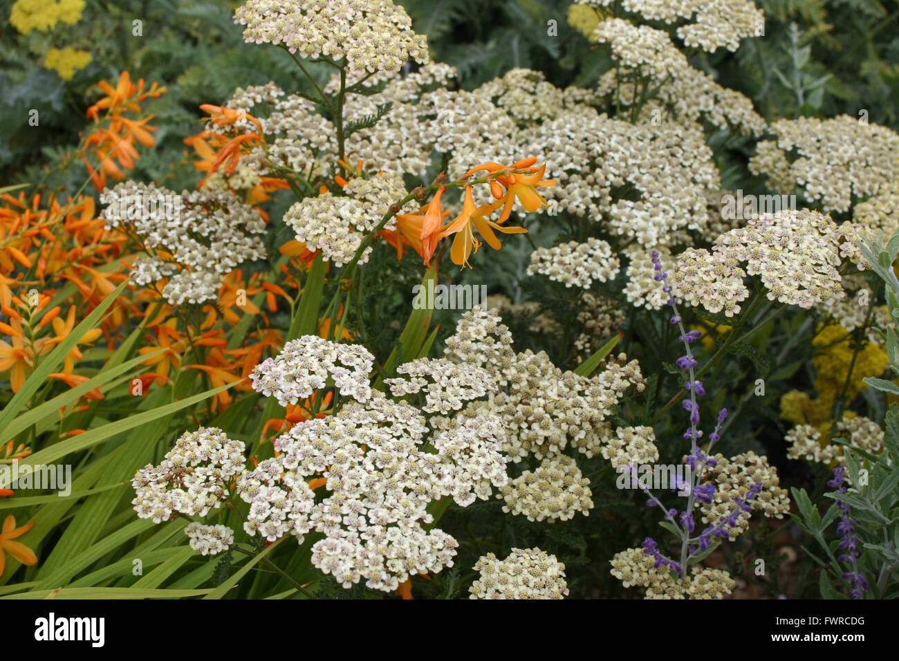 White yarrow flowers Stock Photo Alamy