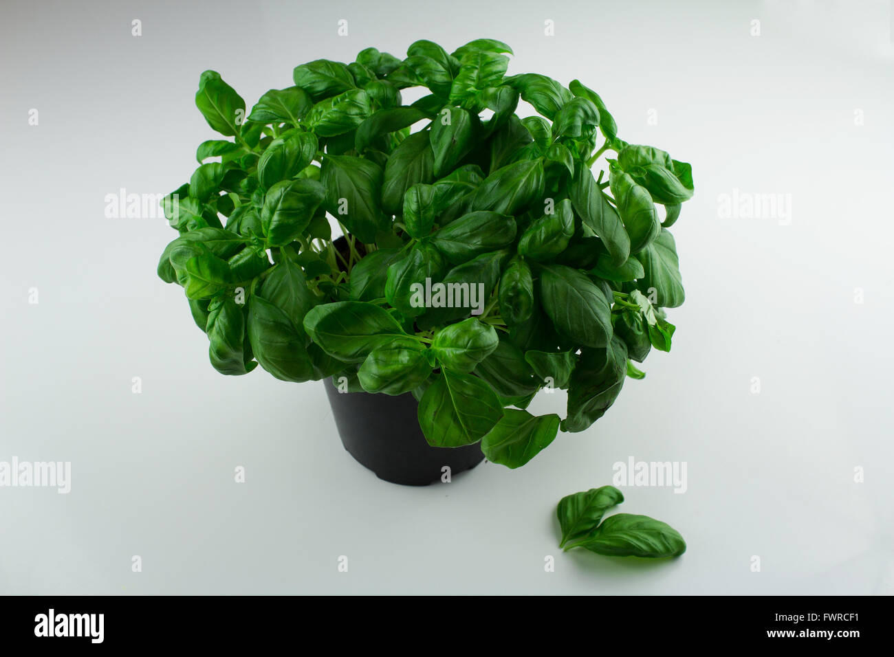 Fresh basil plant on white background, isolated Stock Photo - Alamy