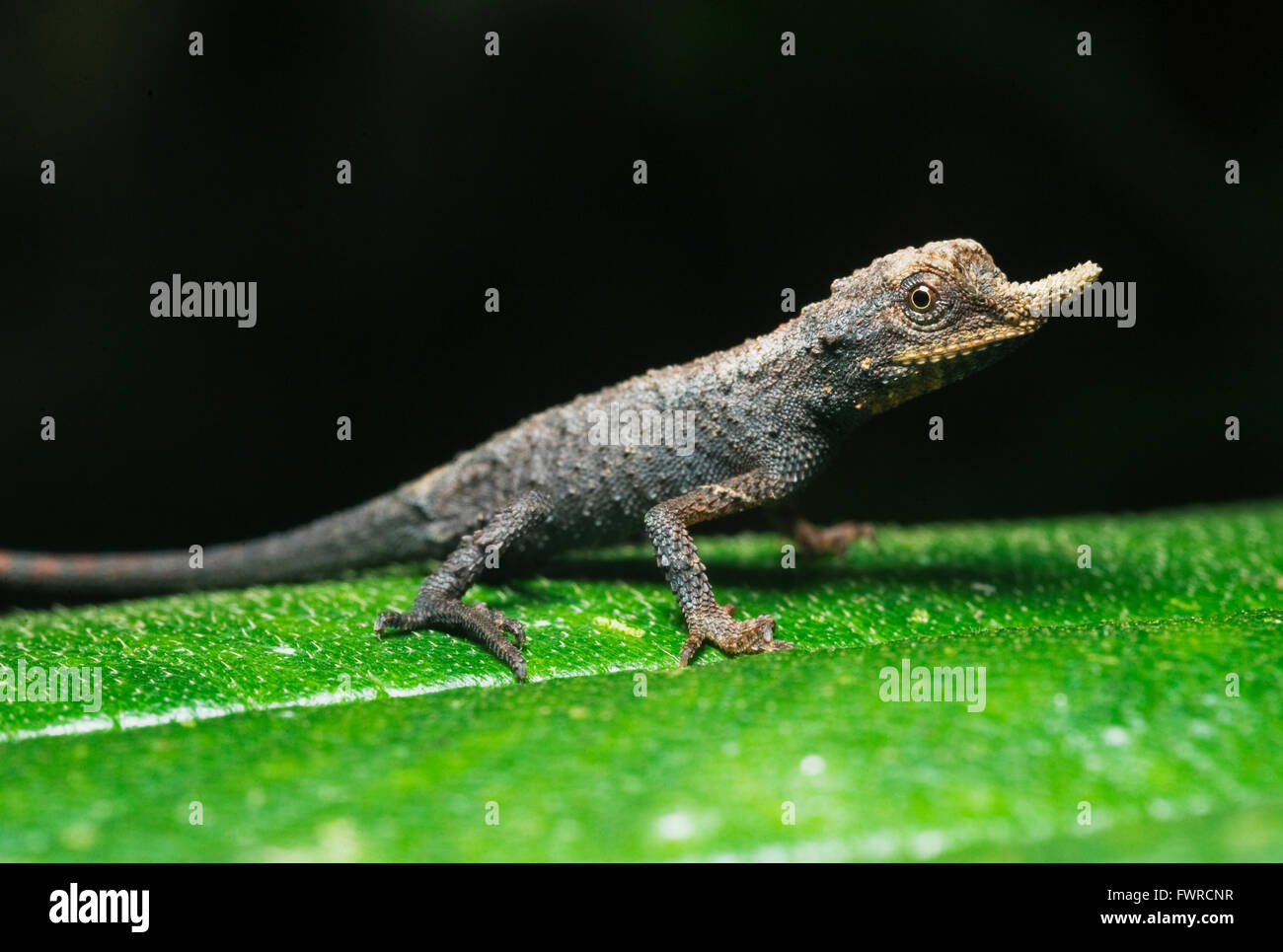 Rough-nosed Horned Lizard (Ceratophora aspera) Young, Sinharaja Rain Forest, Sri Lanka  ENDEMIC, VULNERABLE (IUCN) Stock Photo