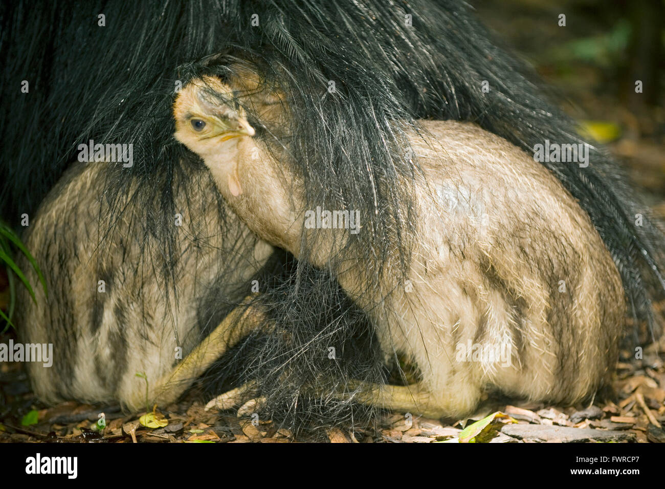 Southern or Double-Wattled Cassowary (Casuarius casuarius), Atherton Tablelands, Queensland, Australia WILD Young birds rest in Stock Photo