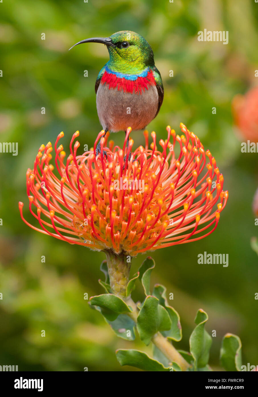 Southern Doublecollared Sunbird (Cinnyris chalybeus) on "Pincushion