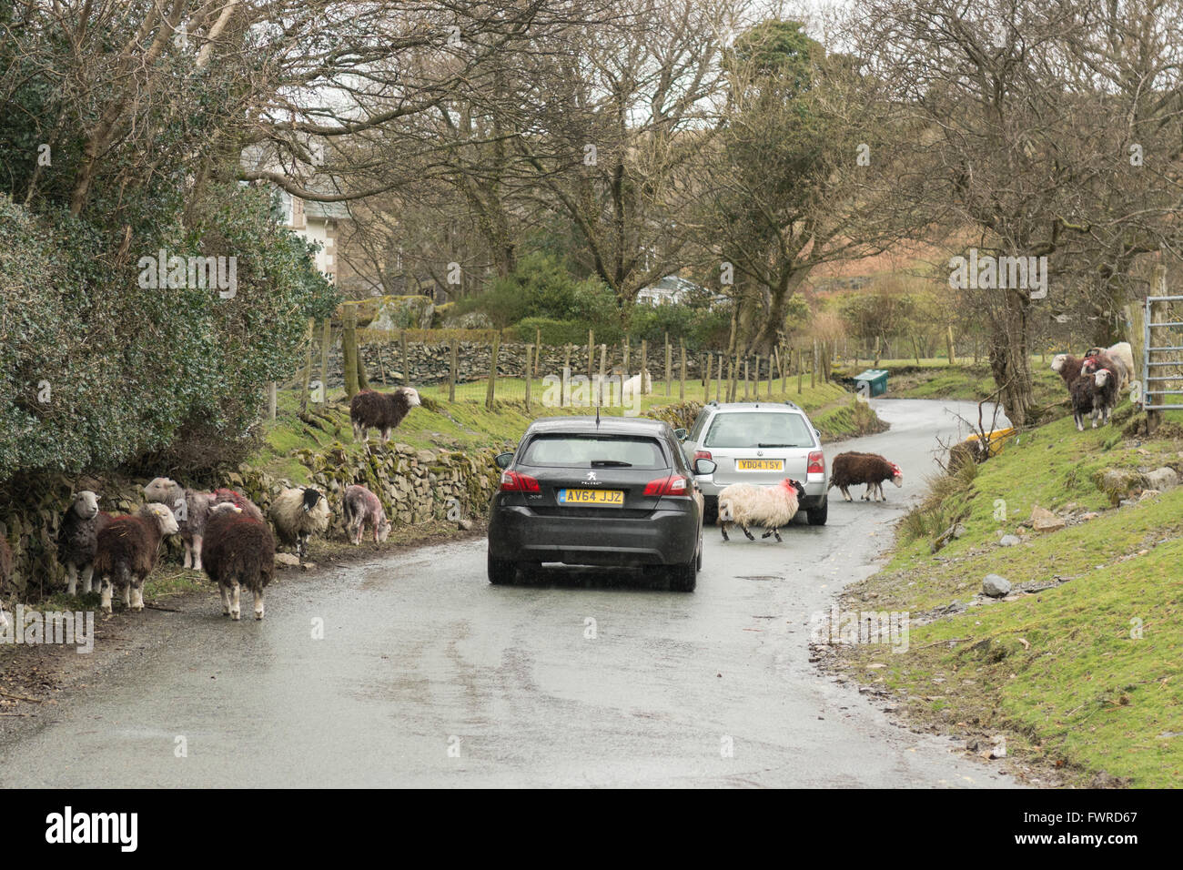 Traffic passing through the Lakeland village of Buttermere halted by chickens and Herdwick sheep on the road Stock Photo