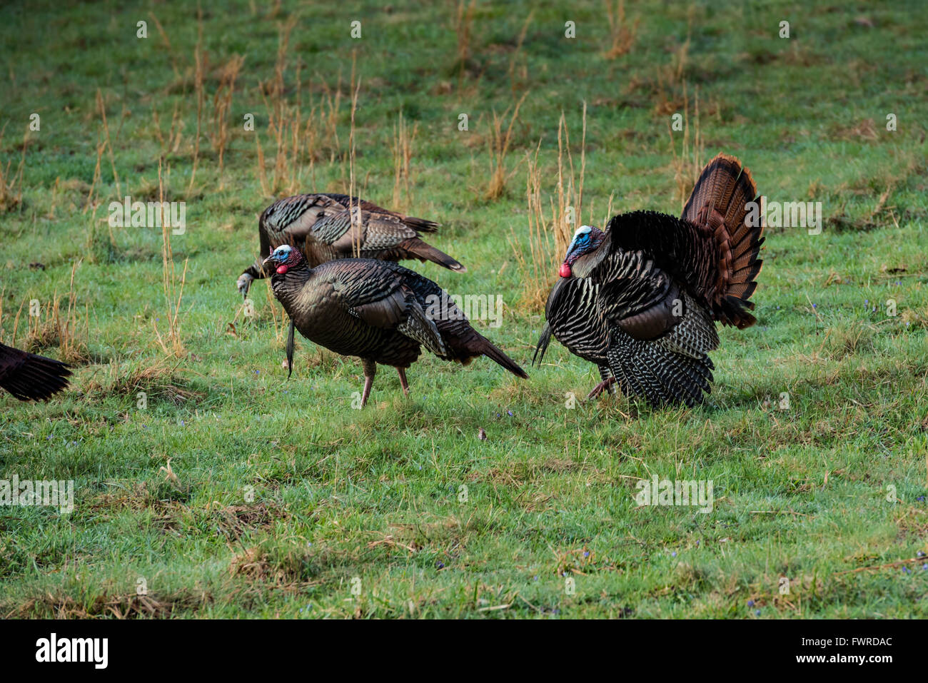 Turkey grass hires stock photography and images Alamy