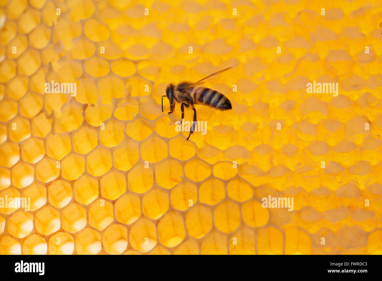 Honeycomb honey bee close up hi-res stock photography and images - Alamy